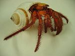 Crabe Dardanus megistos